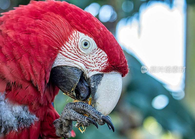 红色金刚鹦鹉，又名Arara vermelha -红色金刚鹦鹉进食水果的详细照片
